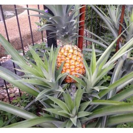 Ananas comosus
