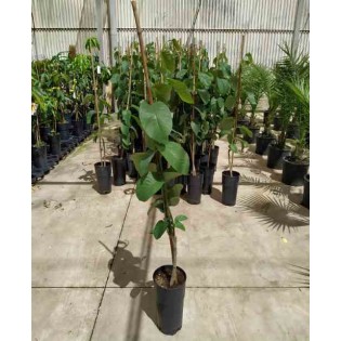 Annona cherimola Cherimoya