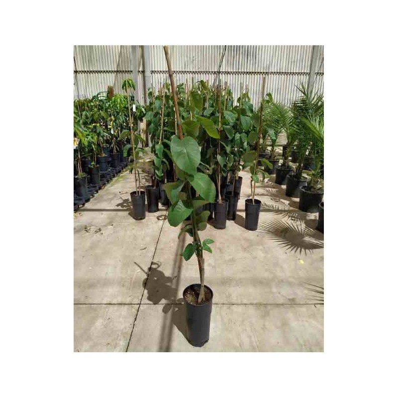 Annona cherimola Cherimoya