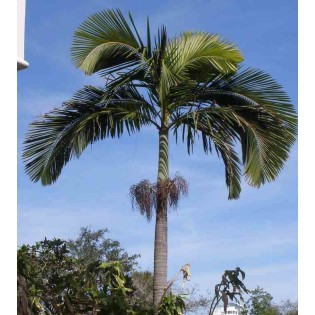 Archontophénix alexandrae