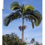 Archontophénix alexandrae