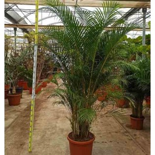 Dypsis lutescens Multiplicateur de Palmier