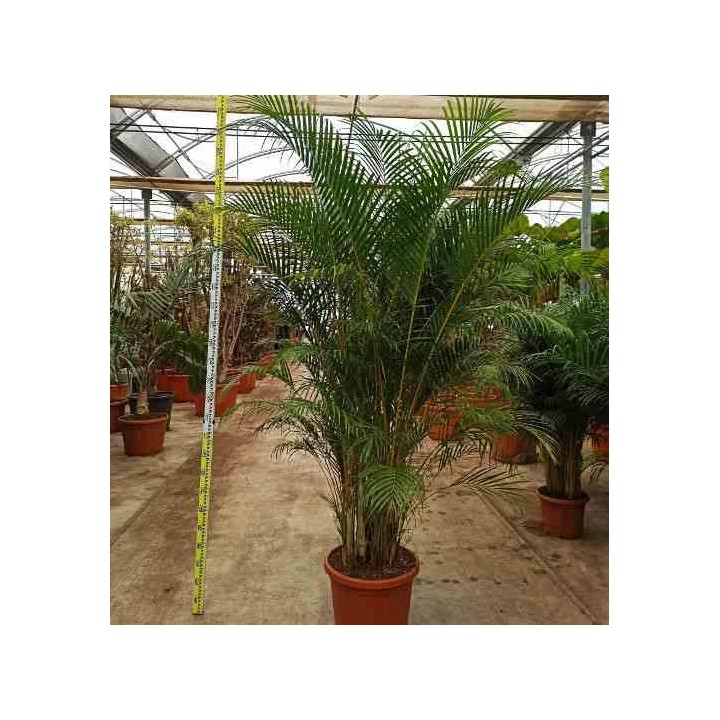 Dypsis lutescens Multiplicateur de Palmier