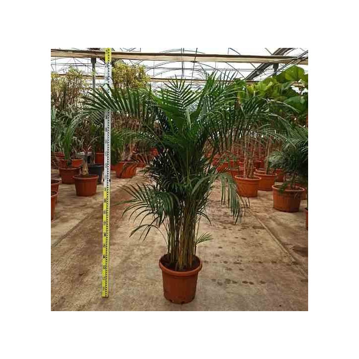 Dypsis lutescens Multiplicateur de Palmier