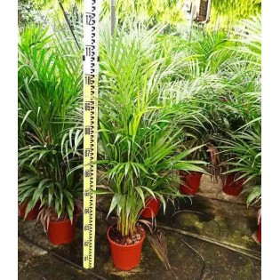 Dypsis lutescens Multiplicateur de Palmier