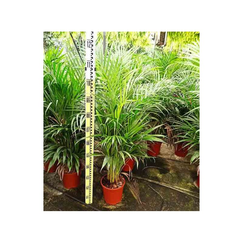 Dypsis lutescens Multiplicateur de Palmier