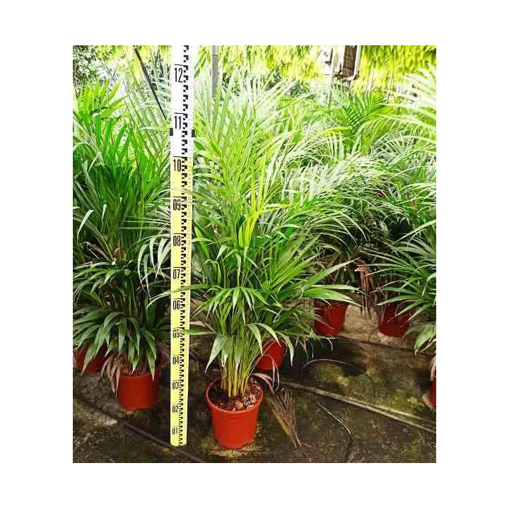 Dypsis lutescens Multiplicateur de Palmier