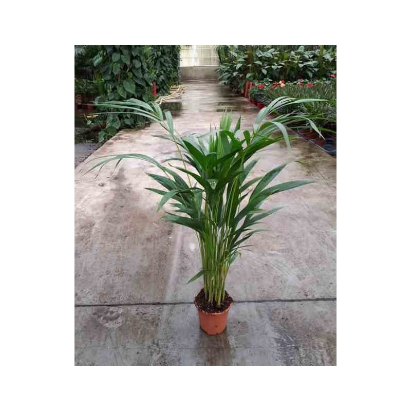 Dypsis lutescens Multiplicateur de Palmier