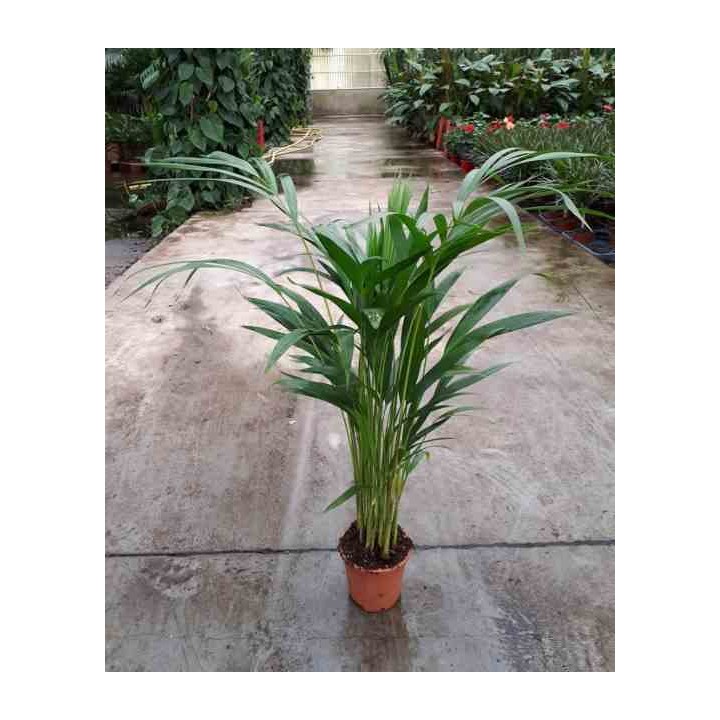 Dypsis lutescens Multiplicateur de Palmier