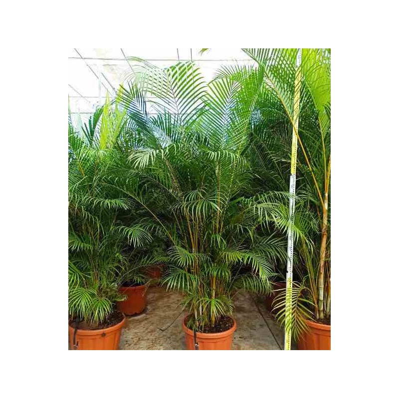 Dypsis lutescens Multiplicateur de Palmier
