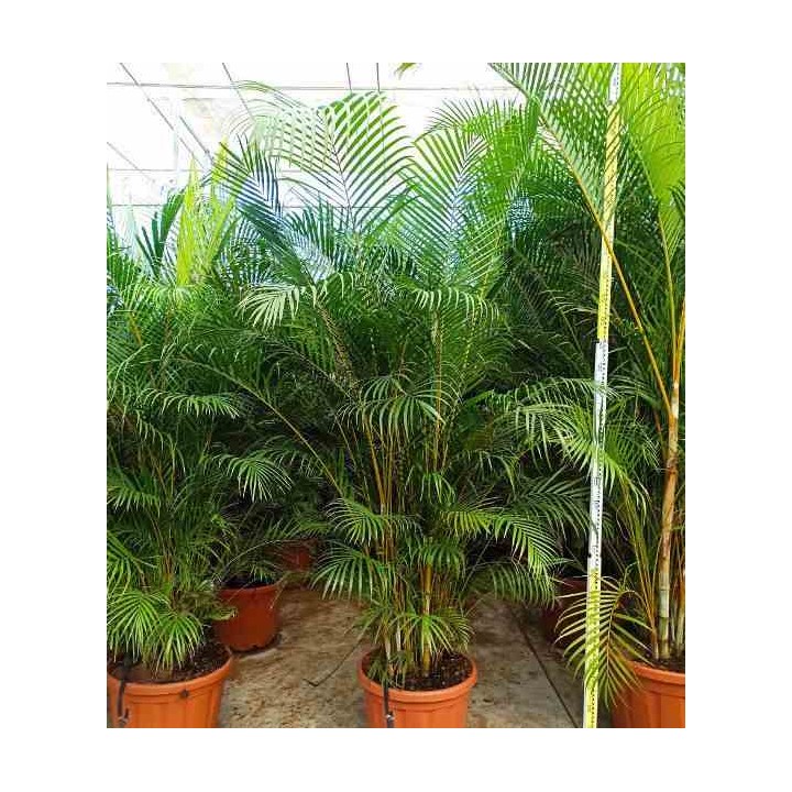 Dypsis lutescens Multiplicateur de Palmier