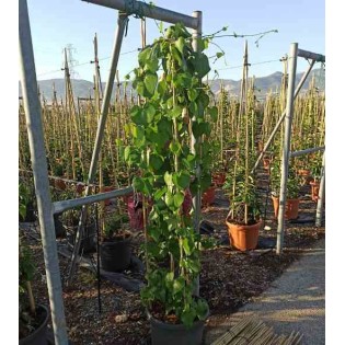 Aristolochia gigantea aristoloche