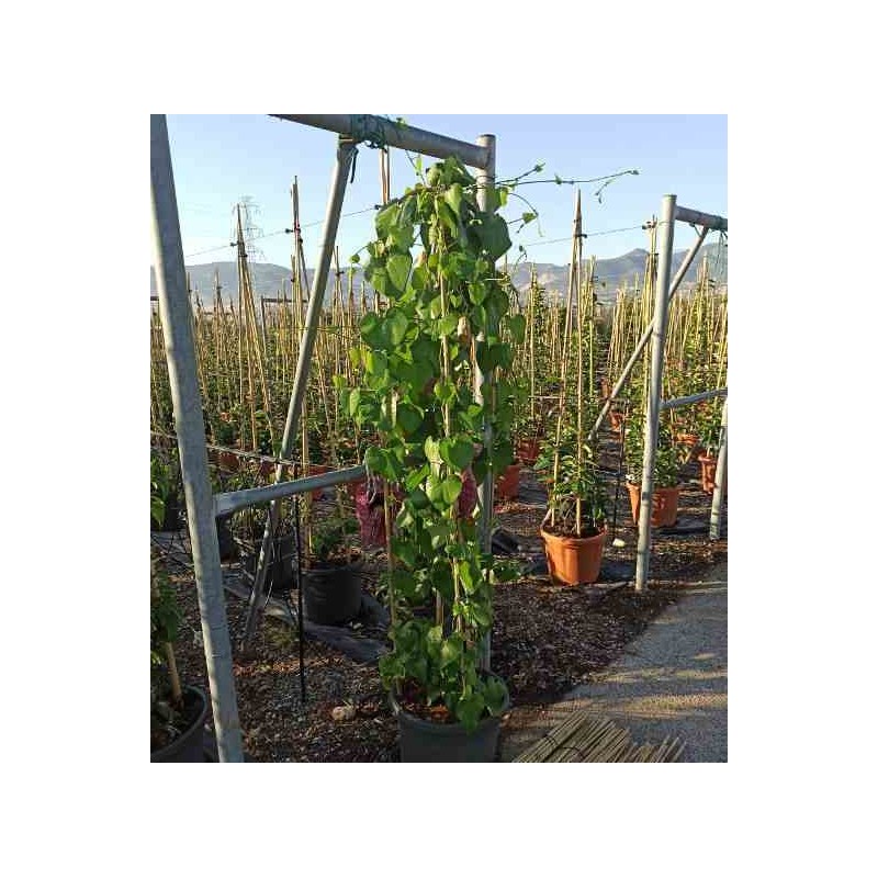 Aristolochia gigantea aristoloche