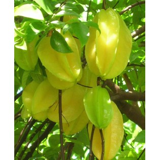 Carambole Averrhoa (Carambolier, carambole)