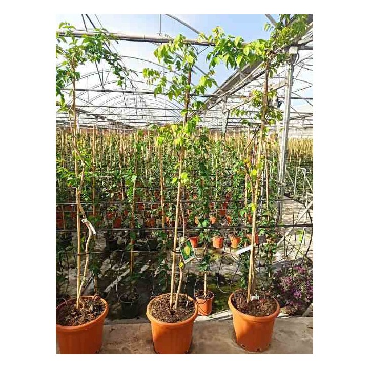 Carambole Averrhoa (Carambolier, carambole)