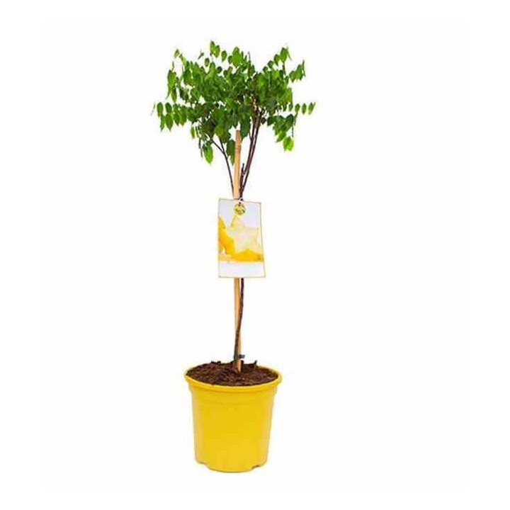 Carambole Averrhoa (Carambolier, carambole)