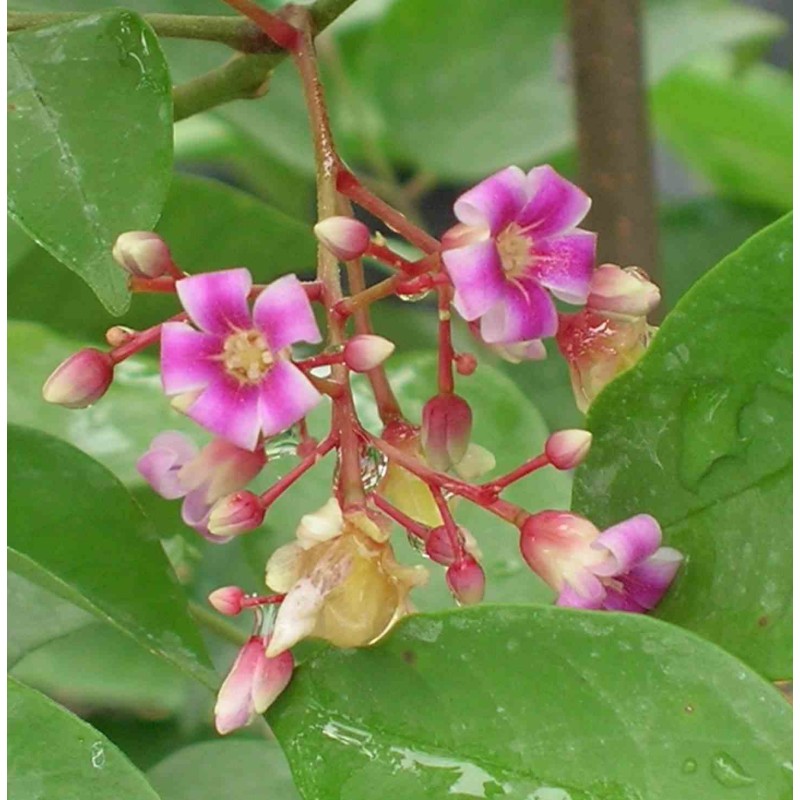 Carambole Averrhoa (Carambolier, carambole)