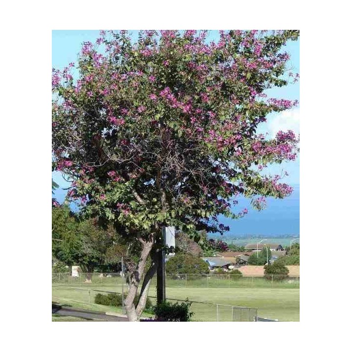 Bauhinia purpurea variegata Arbre à orchidées - Bauhinies - Bauhiniers