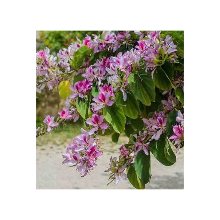 Bauhinia purpurea variegata
