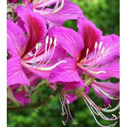 Bauhinia purpurea variegata