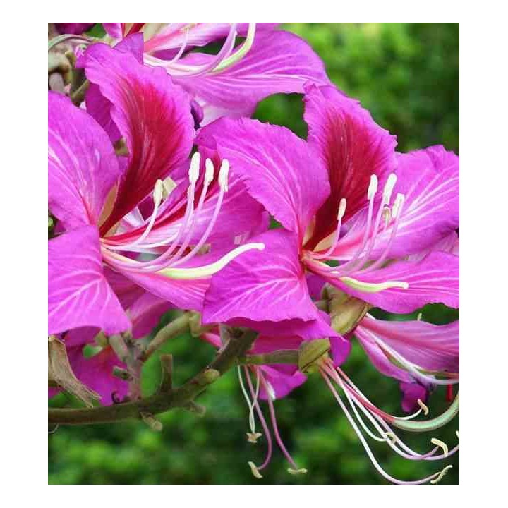 Bauhinia purpurea variegata