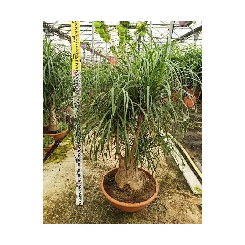 Beaucarnea recurvata syn Nolina r