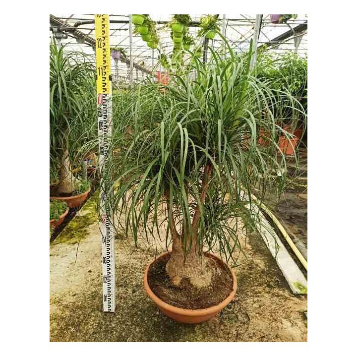 Beaucarnea recurvata syn Nolina r