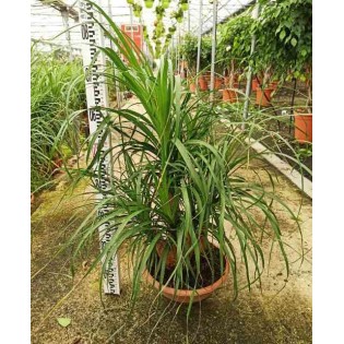 Beaucarnea recurvata syn Nolina r