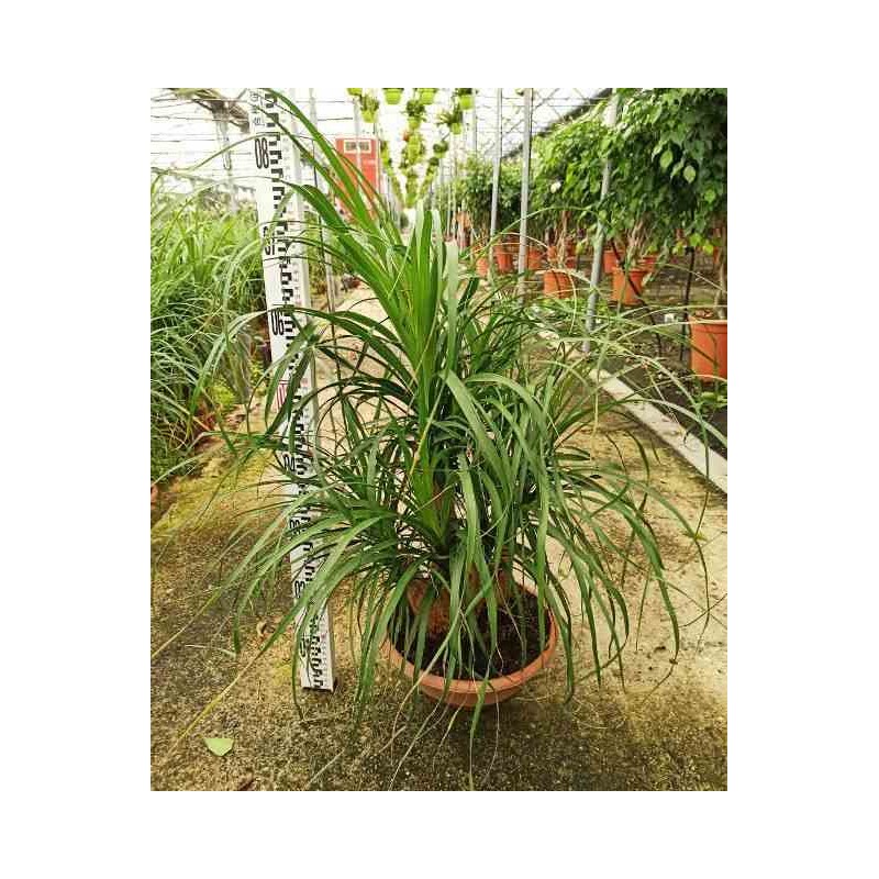 Beaucarnea recurvata syn Nolina r