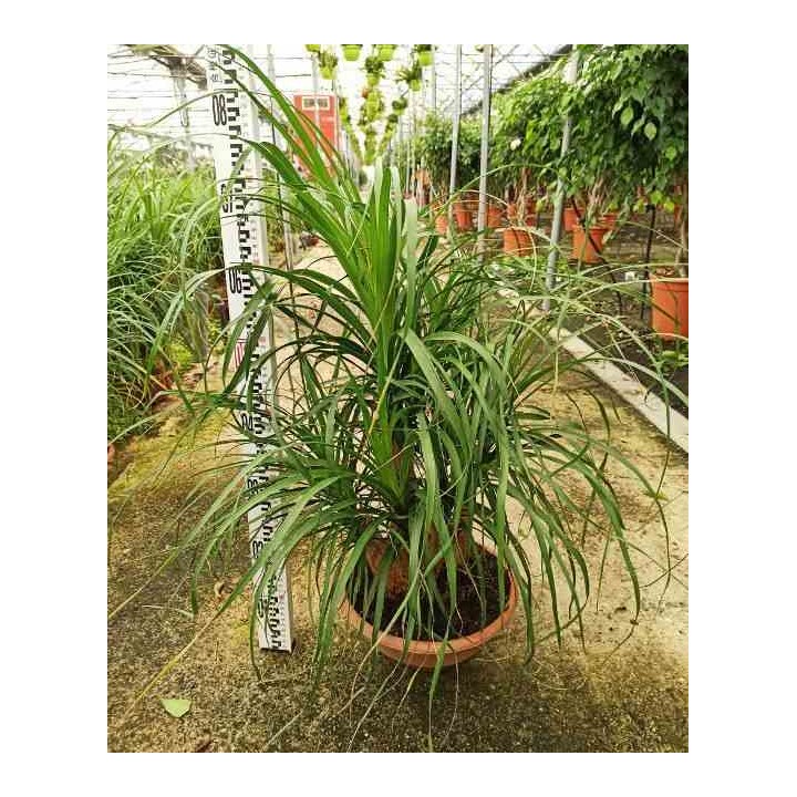 Beaucarnea recurvata syn Nolina r