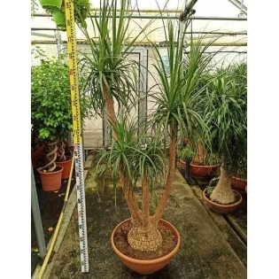 Beaucarnea recurvata syn Nolina r