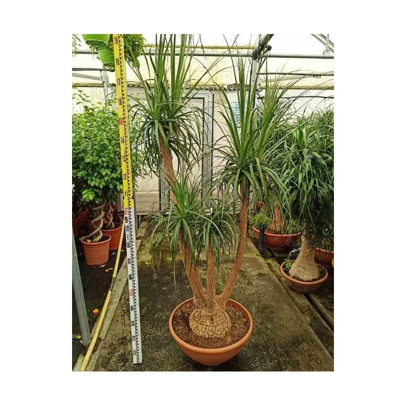 Beaucarnea recurvata syn Nolina r