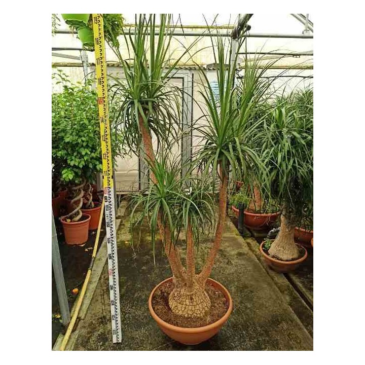 Beaucarnea recurvata syn Nolina r