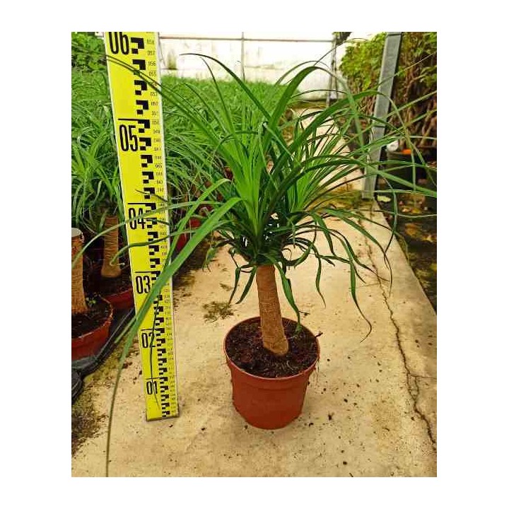 Beaucarnea recurvata syn Nolina r