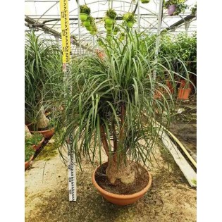 Beaucarnea recurvata syn. Nolina r.