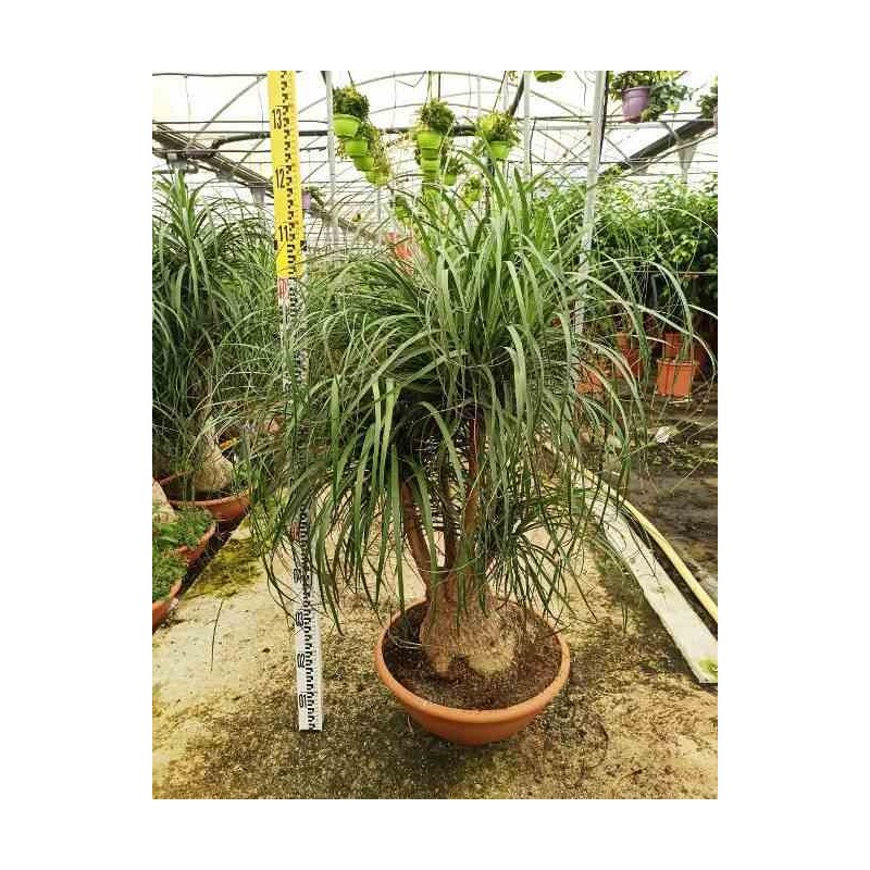 Beaucarnea recurvata syn. Nolina r.