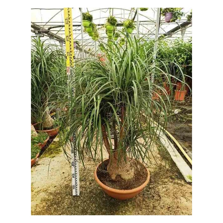 Beaucarnea recurvata syn. Nolina r.