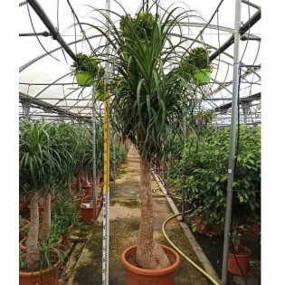 Beaucarnea recurvata syn. Nolina r.