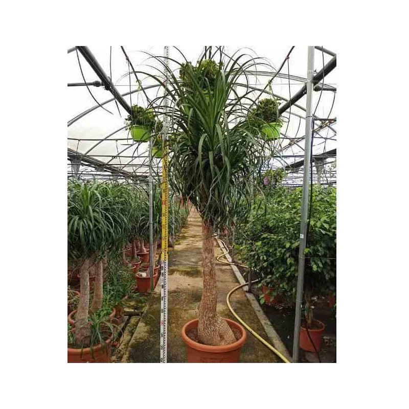 Beaucarnea recurvata syn. Nolina r.