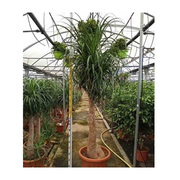 Beaucarnea recurvata syn. Nolina r.