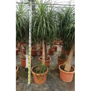 Beaucarnea recurvata syn Nolina r