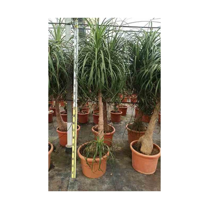 Beaucarnea recurvata syn Nolina r