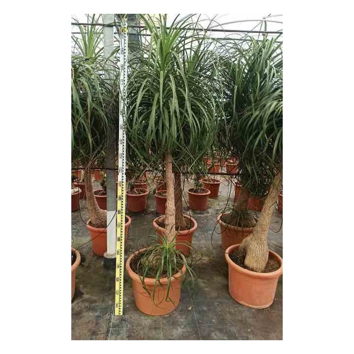 Beaucarnea recurvata syn Nolina r