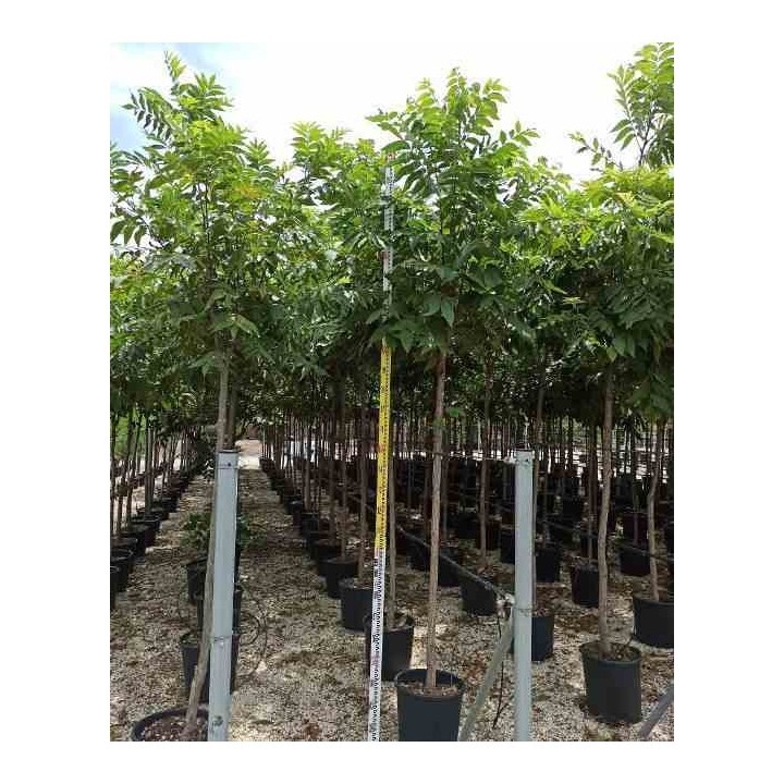 Carya illinoinensis noix de pécan pacanier