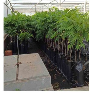 Carya illinoinensis noix de pécan pacanier