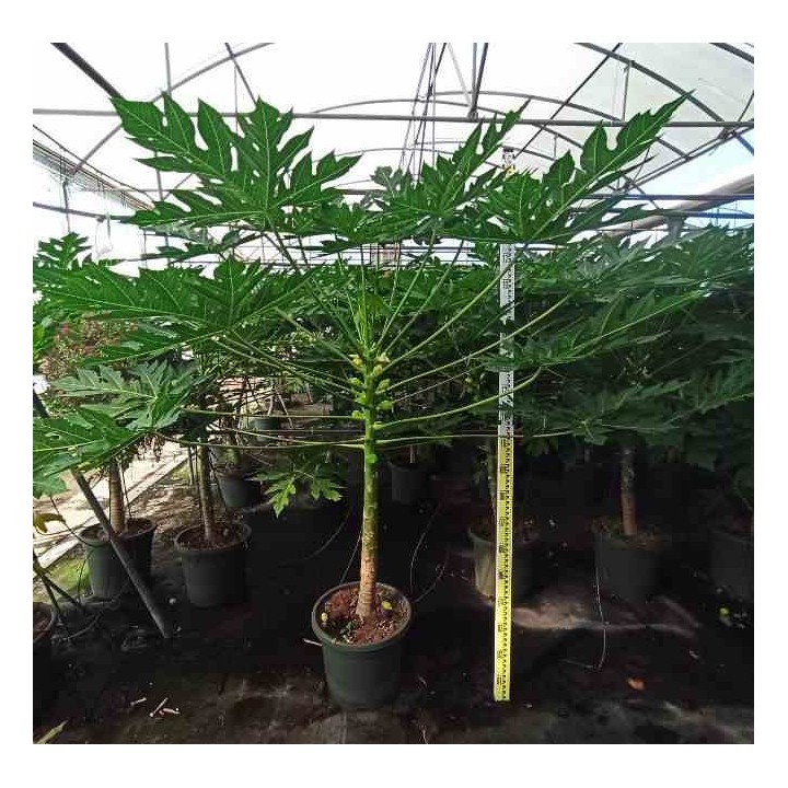 Papayère : Carica papaya solo