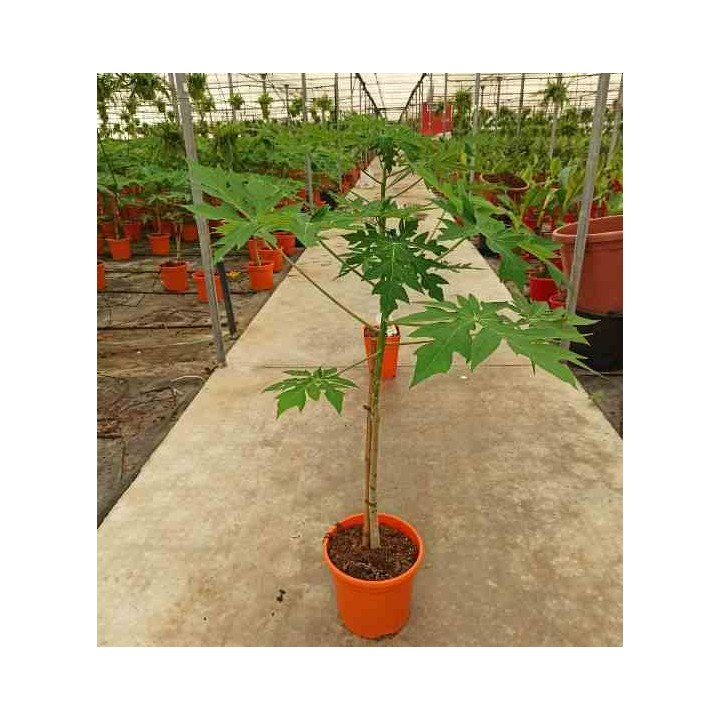 Papayère : Carica papaya solo