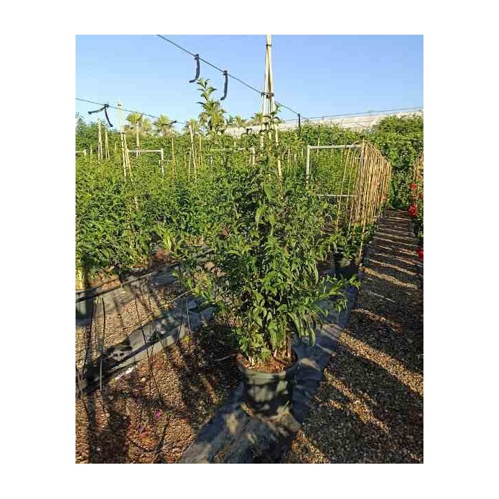 Cestrum nocturnum Galant de nuit