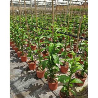 Cestrum nocturnum Galant de nuit