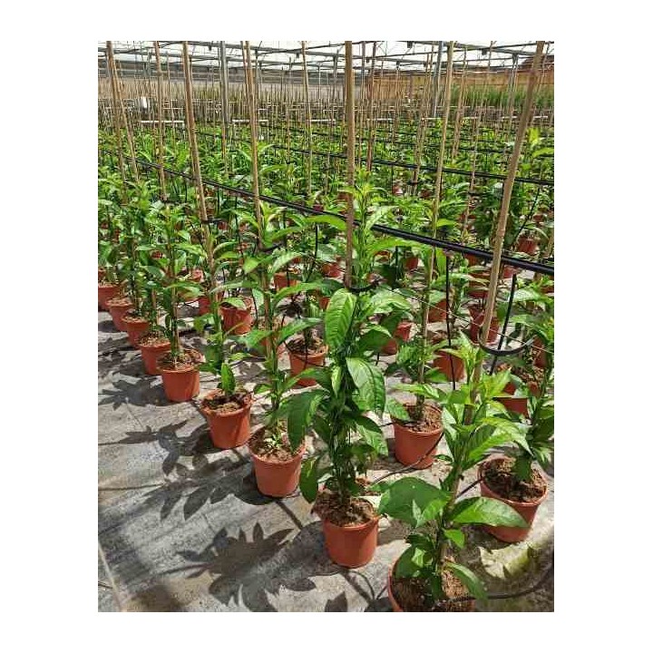 Cestrum nocturnum Galant de nuit